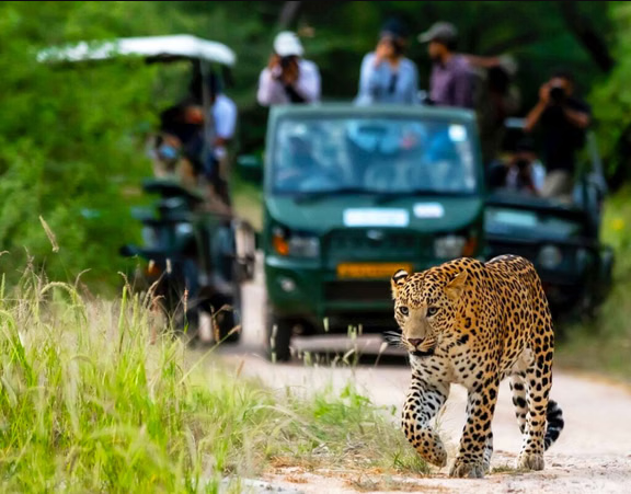 Jawai leopard safari